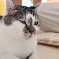 ママのことが好きすぎる『甘えん坊猫の1日』に密着した結果…たまらなく可愛い様子に「とっても幸せそう」「ほっこり癒された」の声
