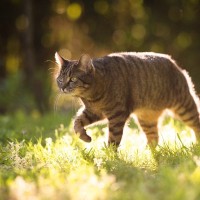 猫の『集中力』に関する4つの豆知識　発揮しやすいシーンや能力をご紹介