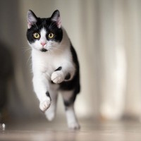 猫がいきなり『暴れ始めた』ときの理由3つ　考えられる心理や注意が必要なケースまで解説