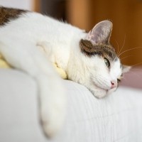 猫に出ていたら『迷わず病院を受診すべき症状』5つ　一刻を争うケースや見逃さないための注意点を解説