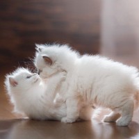 子猫を守るために『8週齢規制』が欠かせない理由2つ　どんなメリットがあるの？理解しておくべき知識も解説