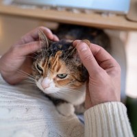 猫の『耳のケア』サボると起こるトラブル2つ　お手入れが欠かせない理由や正しい方法も解説