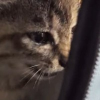 一生懸命鳴いていた子猫→だんだん眠たくなってきて…人間の赤ちゃんのような光景が63万再生「エンドレスで見られる」「抱きしめたい」