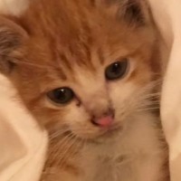 『道路に座り込んでいた猫』を保護したら…涙あふれる『1年間の記録』に「本当に運命の出会い」「素敵なご夫婦」「温かい気持ちになった」の声