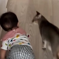 廊下をハイハイで進む赤ちゃん→近くにいた猫がとった『まさかの行動』に「大好きがあふれてるｗ」「守ってるように見える」と48万再生