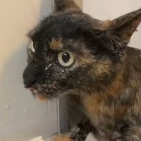 大人しくていい子な猫→『お風呂』に入れると…想像以上の光景に「めっちゃ平和ｗ」「すごい天才」「本当にいい子」と称賛の声続出
