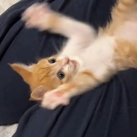 子猫のお腹をこちょこちょしてから『手を離す』と…ずっと見ていたくなる『尊い光景』が375万再生「仕事行きたくなくなるｗ」「食べたい」