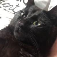 パパの体の上でくつろぐ黒猫→『謎のポーズ』で固まって…まさかの光景に笑顔になる人が続出「可愛すぎるｗ」「すごいくつろぎ方」と31万再生