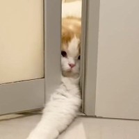どうしても一緒に『お風呂に入りたい猫』→ドアの隙間から…必死な様子に「めちゃめちゃ可愛い」「愛されてて羨ましい」と27万再生