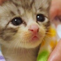 『眠れない様子の保護子猫』を毛布で包んでみたら…尊すぎる光景に悶絶の声「ため息が出る」「なでなでしたくなった」と41万再生