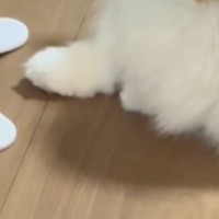 猫に運動してほしくて『電動のおもちゃ』を買ってみた結果…まさかの光景に「新たな遊び方かなｗ」「なんか止まってるｗ」と笑う人が続出