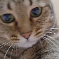 『テンション高めの猫』と遊んでいたら…背後にいた同居猫の『まさかの表情』に「100点ｗｗ」「勝手に嗅いでおいて失礼ｗ」と爆笑の声
