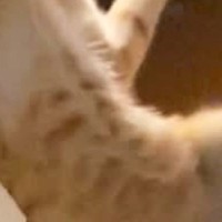 ベッドの上で遊んでいた2匹の猫が『同時にジャンプ』した瞬間を撮った結果…可愛すぎる光景に1万いいね「躍動感がすごいｗ」「めっちゃいい」