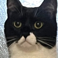 『な、なに…？』ふとベッドにいる猫を見たら→思わず二度見の『予想外すぎる光景』に1万いいね「とうとう覚醒したかｗ」「ヤツがくる…」