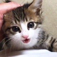 撫でてほしい子猫→何度も足を登ってきて…あまりにも可愛い『全力アピール』が27万再生「仕事行けなくなっちゃう」「ニヤニヤが止まらん」