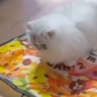 電動猫じゃらしで遊んでいた猫…あまりにも予想外な『使い方』に「斬新すぎるｗ」「可愛いから大正解ｗ」と爆笑する人が続出