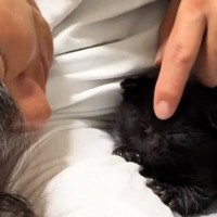 大好きなパパに『ぴったりとくっつく子猫』を撮っていたら…尊すぎる瞬間に「あかん何回も見ちゃうｗ」「めっちゃかわいいｗ」と11万再生