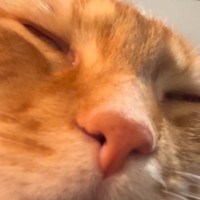 「想像のかなり斜め上ｗ」眠っている猫を間近で観察していると…衝撃の光景が198万再生「筋肉どうなってるのｗ」「何か受信したな」