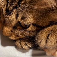 8畳もある部屋で暮らす猫たち→ゆったり過ごしていると思ったら…予想外の『可愛すぎる光景』に4万いいね「満員電車」「安心するのかなｗ」