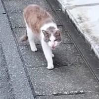 道端で出会った『ガリガリの野良猫』→保護されると…幸せいっぱいな『現在の光景』に「素敵すぎる」「顔つき本当に変わるよね」と24万再生