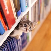 今も語り継がれる人気ぶり　ニュージーランドで有名になった「図書館猫」たち