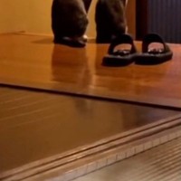 外が暗くなると、2匹の猫が玄関に並んで…『飼い主の帰りを待つ様子』が可愛すぎると28万再生「抱きしめたくなった」「爆速で帰らないと」