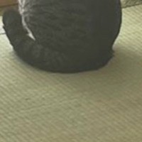 猫に破られた『障子』→破れた部分だけきれいに切り取った結果…『可愛すぎる光景』に9万5000いいね「猫見障子」「風情あるねｗ」