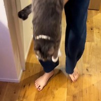 抱っこしていた猫を床に下ろすと…まるで液体のような『驚きの光景』に笑う人が続出「とろんってなってるｗ」「ぐにゃぐにゃｗ」と14万再生