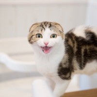 猫があなたに向けて『話しかけてくる』理由3つ　鳴き方による違いや応え方のポイントまで