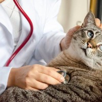 猫にまつわる『イグ・ノーベル賞』の研究2選　ユニークな発想から生まれた発見とは？