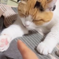 毛づくろい中の三毛猫→飼い主が手を近づけたら…とっても優しい行動に「素敵な瞬間をありがとう」「いいね500万回押したい」と反響