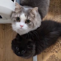 ママがお風呂に入ろうとしたら、2匹の猫が駆け寄ってきて…可愛すぎる『全力アピール』に「好きな気持ちが溢れてる」「犬みたい」と反響