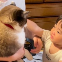 赤ちゃんが猫を抱きしめようとしたら…微笑ましすぎる『ふたりのやり取り』に「優しい世界だねぇ」「猫ちゃんでかいｗ」と19万再生
