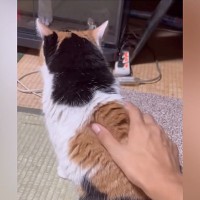 喉をゴロゴロと鳴らしながら『目の前にやってきた三毛猫』→撫でると…悶絶級の行動に「変な声出た」「可愛すぎるでしょ」と93万再生