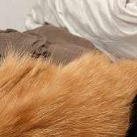 布団で寝ていた猫、頭の位置を見てみると…まるで人間のような『まさかの光景』に6万いいね「もうほぼ人じゃん」「ちゃっかり使うよねｗ」