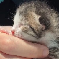 気温40℃の炎天下に『捨てられていた赤ちゃん猫』を保護…2年間の成長記録に「愛にあふれてる」「立派なお姉さんになった」と18万再生
