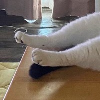 冷房の効いた部屋→机の上を見ると、『猫』が…お手本のようなくつろぎ方に「絶対おっさん入ってるｗ」「部屋のあるじの風格」と240万表示