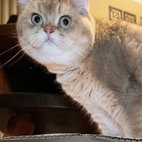 段ボールの上に乗った猫→中を見ると、『同居猫』が入っていて…目を疑う光景が119万表示「液体化が半端ない」「想像以上だった」