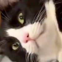 『羨ましいやろ？』と言わんばかりの猫→周りには2匹の猫がいて…まさかの光景に7万いいね「お手本のようなドヤ顔」「本当に羨ましい」