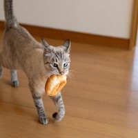 猫が『おみやげ』を持ってきてくれる理由3つ　思わず愛おしくなる心理や応え方まで解説
