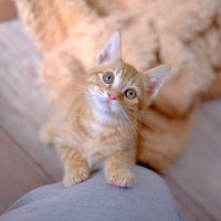 猫があなたに『甘えたい』と伝えているサイン5つ　仕草に隠れている心理から満足させる応え方まで
