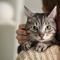 猫を迎える前に知っておきたい『公的な手続き』3選　飼い主が守るべき義務や必要になる対応を解説
