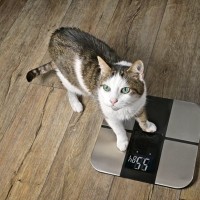 猫が『痩せていく』ときに疑われる原因3つ　キチンと食べているのになぜ？取るべき対処法まで解説