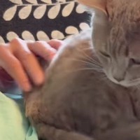 『赤ちゃんみたい』大好きなパパに撫でてもらった猫→次の瞬間…想像以上の『甘えっぷり』が74万再生「たまらないだろうねｗ」「真実の愛ｗ」