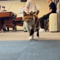 軽快なステップで駆け寄ってくる猫→目の前まで来ると…あまりにも可愛い『動き』が122万再生「叫んでしまった」「芸術点が非常に高い」