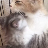 子猫がママ猫に全力で『大好きアピール』した結果→見た目に『予想外の変化』が…「いいなぁｗ」「ふたりの間には入れないなｗ」と91万再生