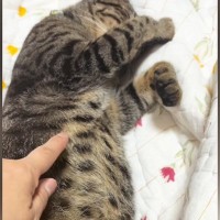 布団の上で熟睡していた猫→お腹をちょんちょんと触ってみた結果…可愛すぎる反応に1万いいね「何かしたくなるのわかるｗ」「たまらん」