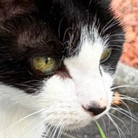 日向ぼっこ中の白黒猫→ふと『しっぽ』を見たら…驚きの事実に「わぁ本当に可愛すぎる」「生きててよかった」「すげえ大発見」と249万表示