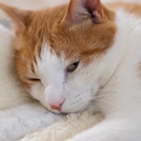 猫が『急に動かなくなる』ときの理由3つ　死んだふりをしているの？状況別の接し方も