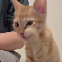 丁寧に毛づくろいしていた子猫→だんだんと『雑』になっていって…まさかの動きに「かわいいの極みｗ」「想像以上に適当で笑った」と86万表示
